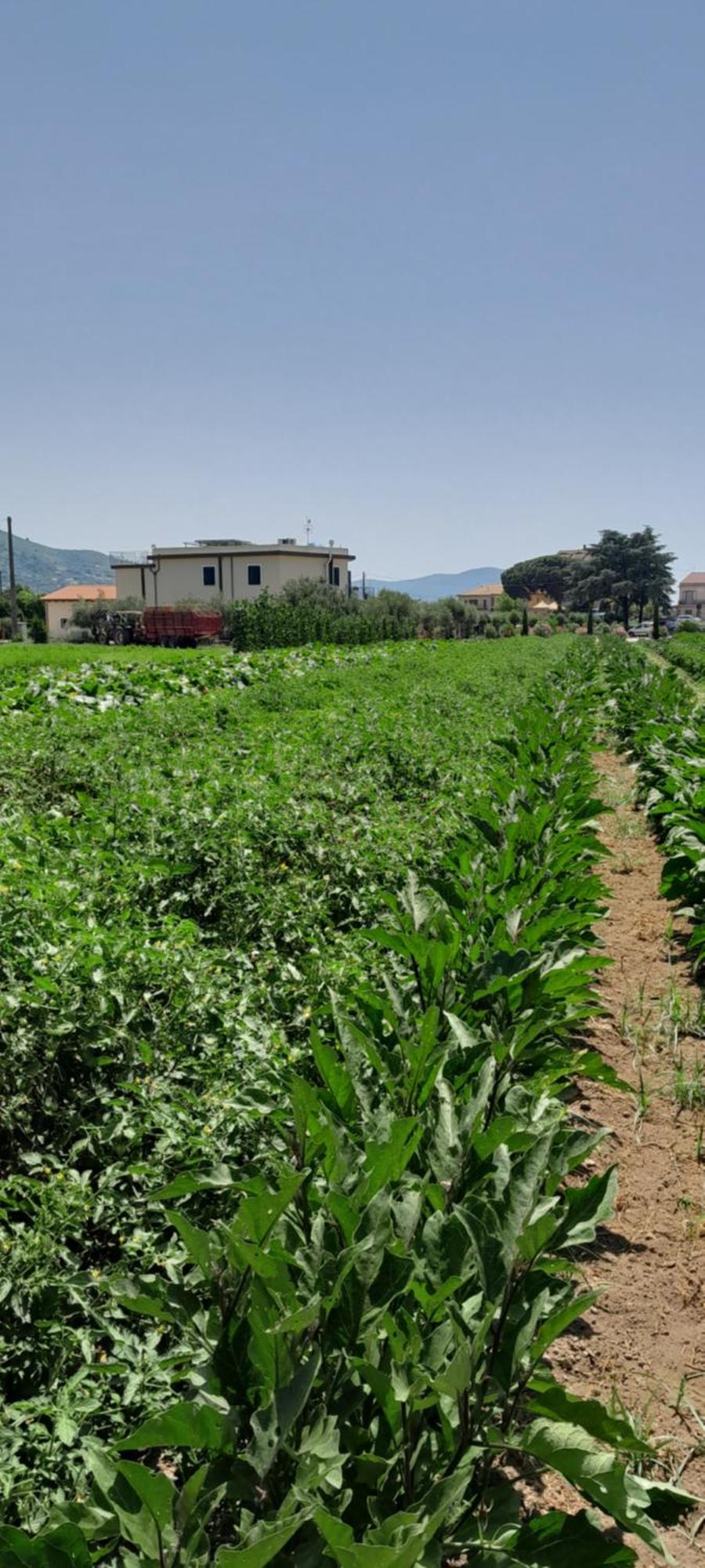 B&B Tenuta San Michele Capaccio Zewnętrze zdjęcie