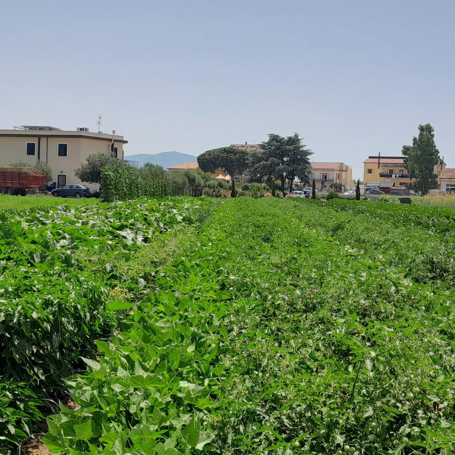 B&B Tenuta San Michele Capaccio Zewnętrze zdjęcie